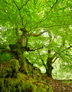 Alte verwachsene Buchen auf moosbedeckten Felsen, Nationalpark Kellerwald-Edersee, Hessen, Deutschland Alte verwachsene Buchen auf moosbedeckten Felsen, Nationalpark Kellerwald-Edersee, Hessen, Deutschland